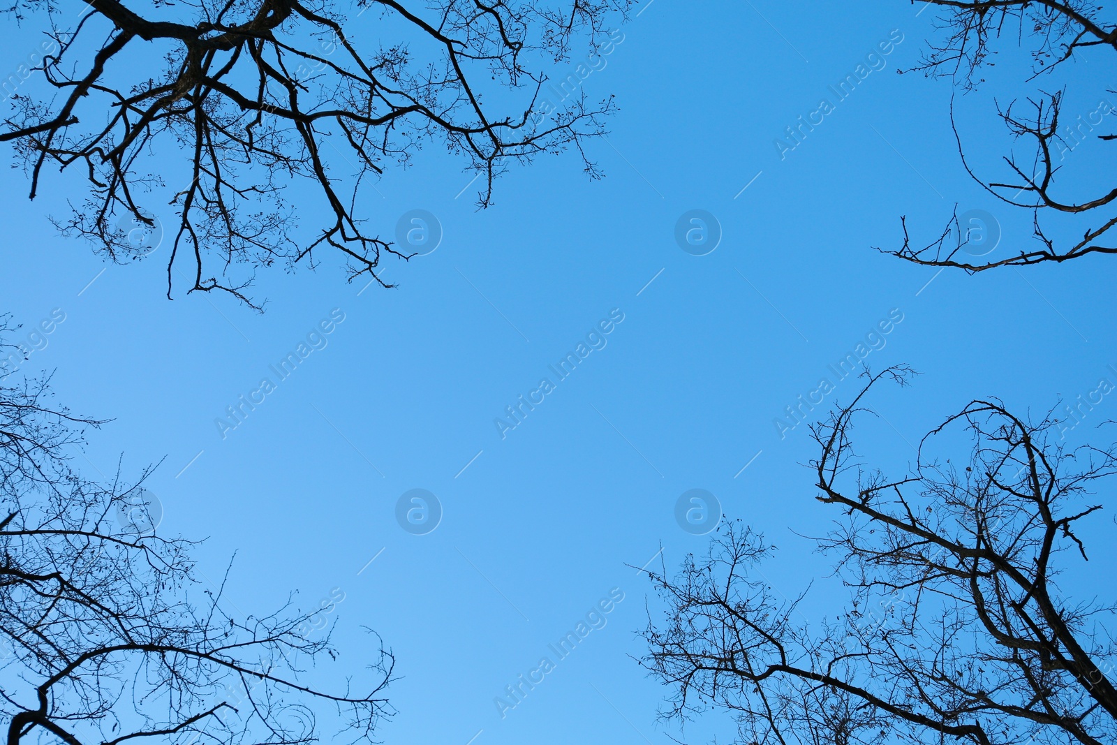 Photo of Trees against blue sky, view from below