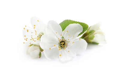 Photo of Beautiful cherry blossoms with green leaves isolated on white