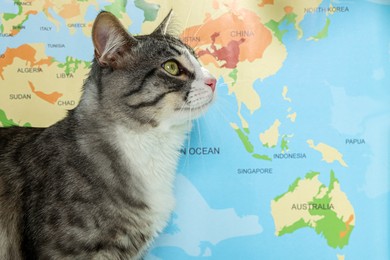 Photo of Cute cat near world map. Travelling with pet