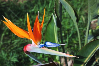 Beautiful blooming bird of paradise flower outdoors. Tropical plant