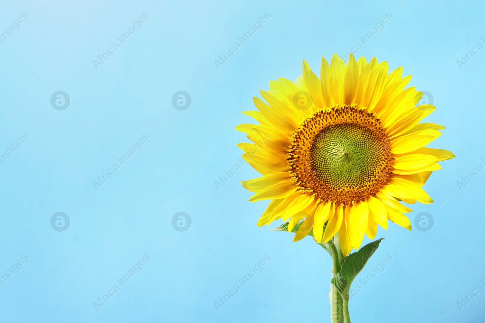 Photo of Beautiful bright sunflower on color background