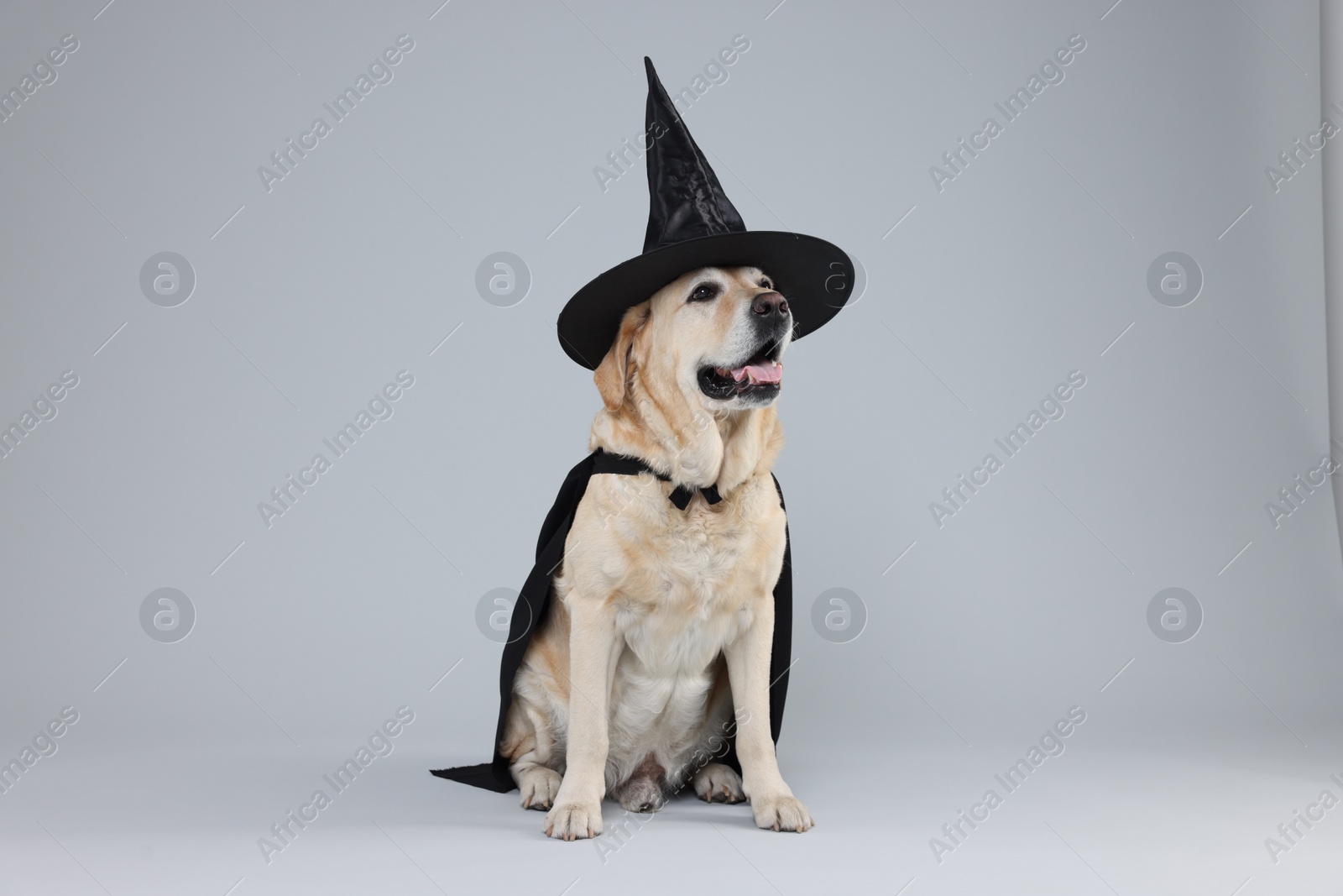 Photo of Cute Labrador Retriever dog in black cloak and hat on light grey background. Halloween celebration