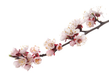 Photo of Beautiful blossoming apricot tree branch on white background