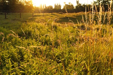 Picturesque view of countryside with green plants in morning