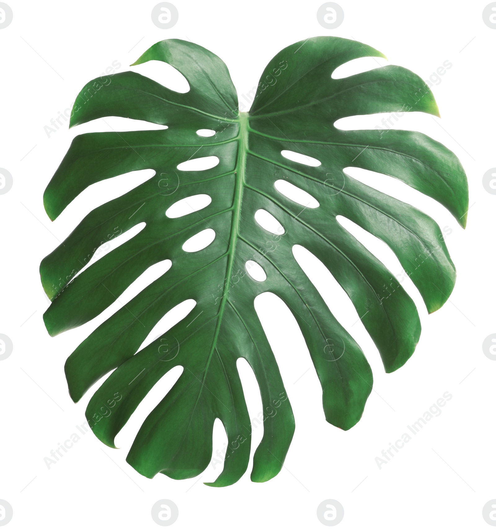 Photo of Green fresh monstera leaf isolated on white. Tropical plant