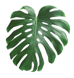 Green fresh monstera leaf isolated on white. Tropical plant