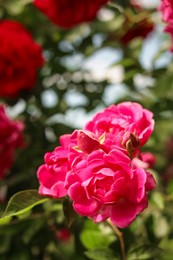 Photo of Closeup view of beautiful blooming rose bush outdoors on sunny day. Space for text