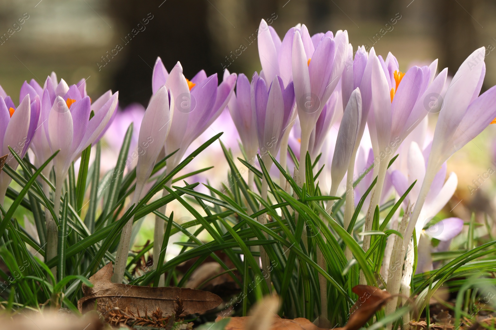 Photo of Beautiful crocus flowers growing outdoors, closeup view