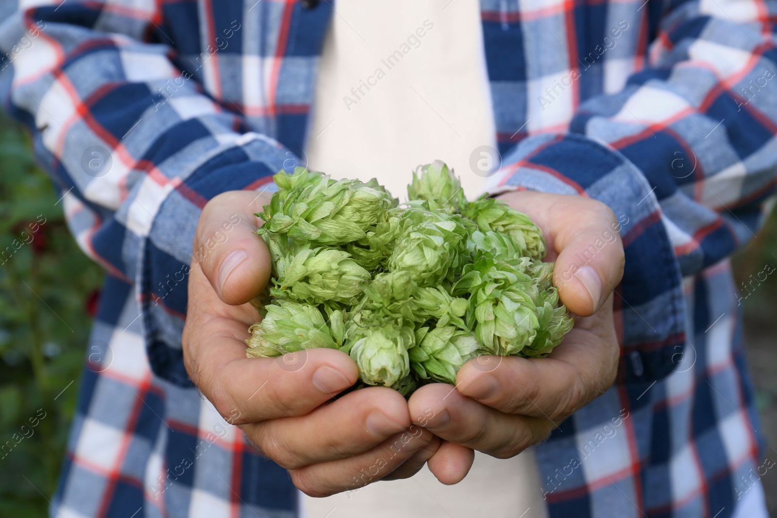 Photo of Man holding fresh green hops on blurred background, closeup