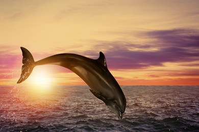 Image of Beautiful bottlenose dolphin jumping out of sea at sunset 