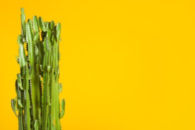 Photo of Beautiful cactus on yellow background, space for text. Tropical plant