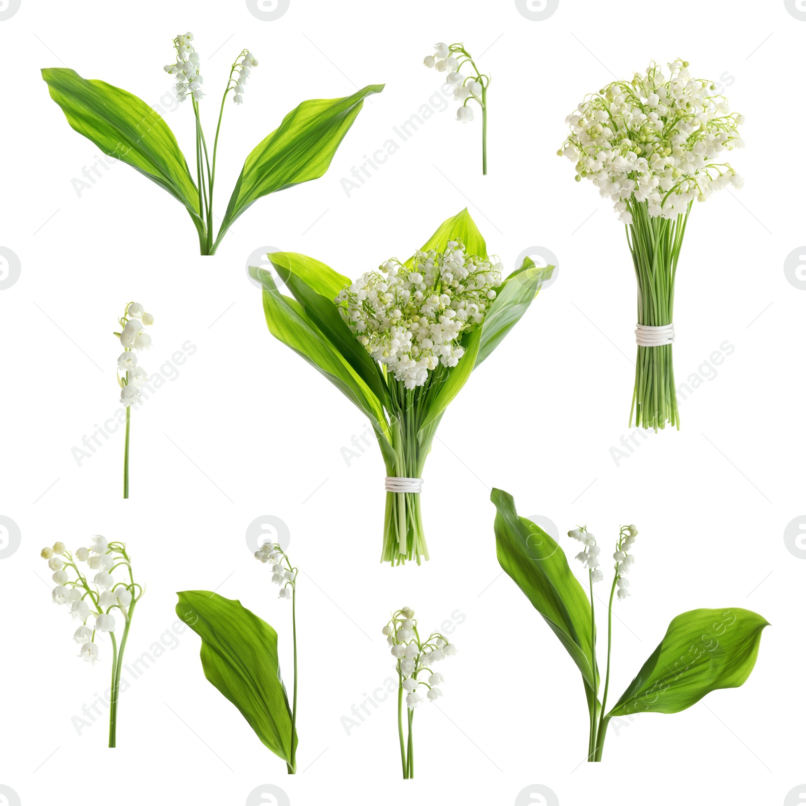 Image of Collage with beautiful lilies of the valley on white background