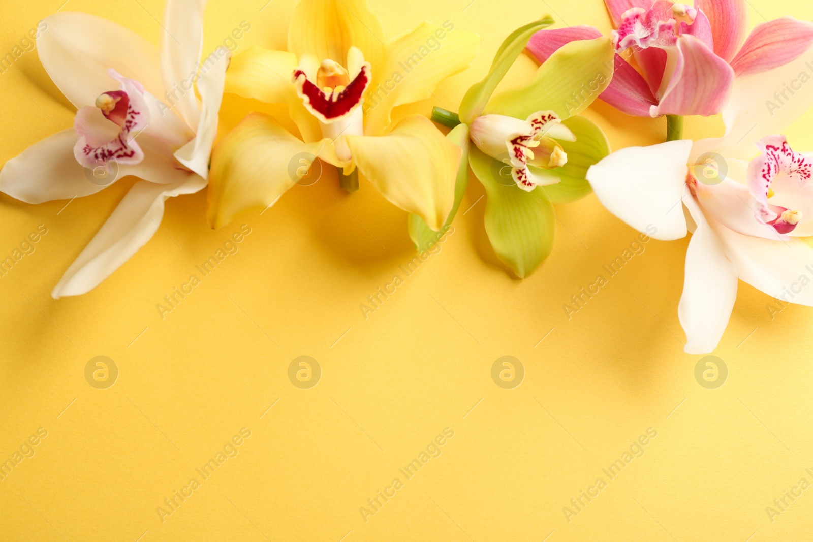 Photo of Beautiful tropical orchid flowers on color background, flat lay. Space for text