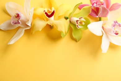 Photo of Beautiful tropical orchid flowers on color background, flat lay. Space for text