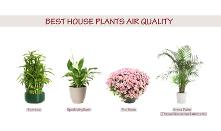 Image of Set of best house plants for air quality improvement on white background. Banner design