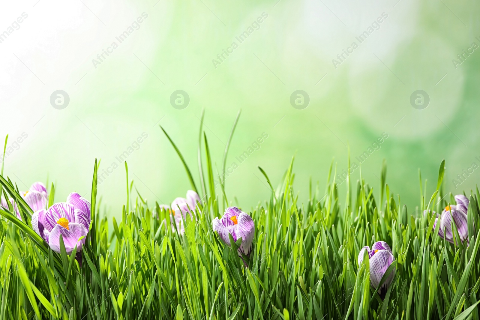 Photo of Fresh grass and crocus flowers on light green background, space for text. Spring season