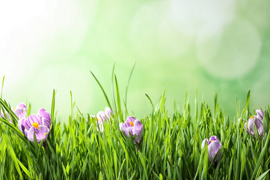 Photo of Fresh grass and crocus flowers on light green background, space for text. Spring season