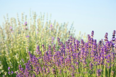 Photo of Beautiful blooming lavender growing on sunny day, space for text