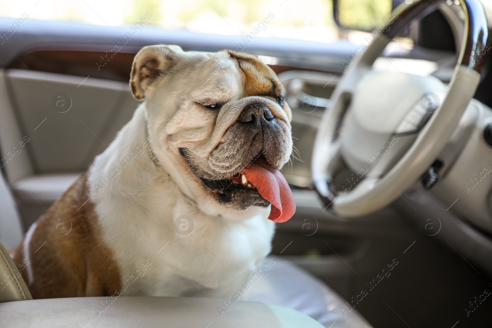 Photo of Adorable funny English bulldog inside modern car