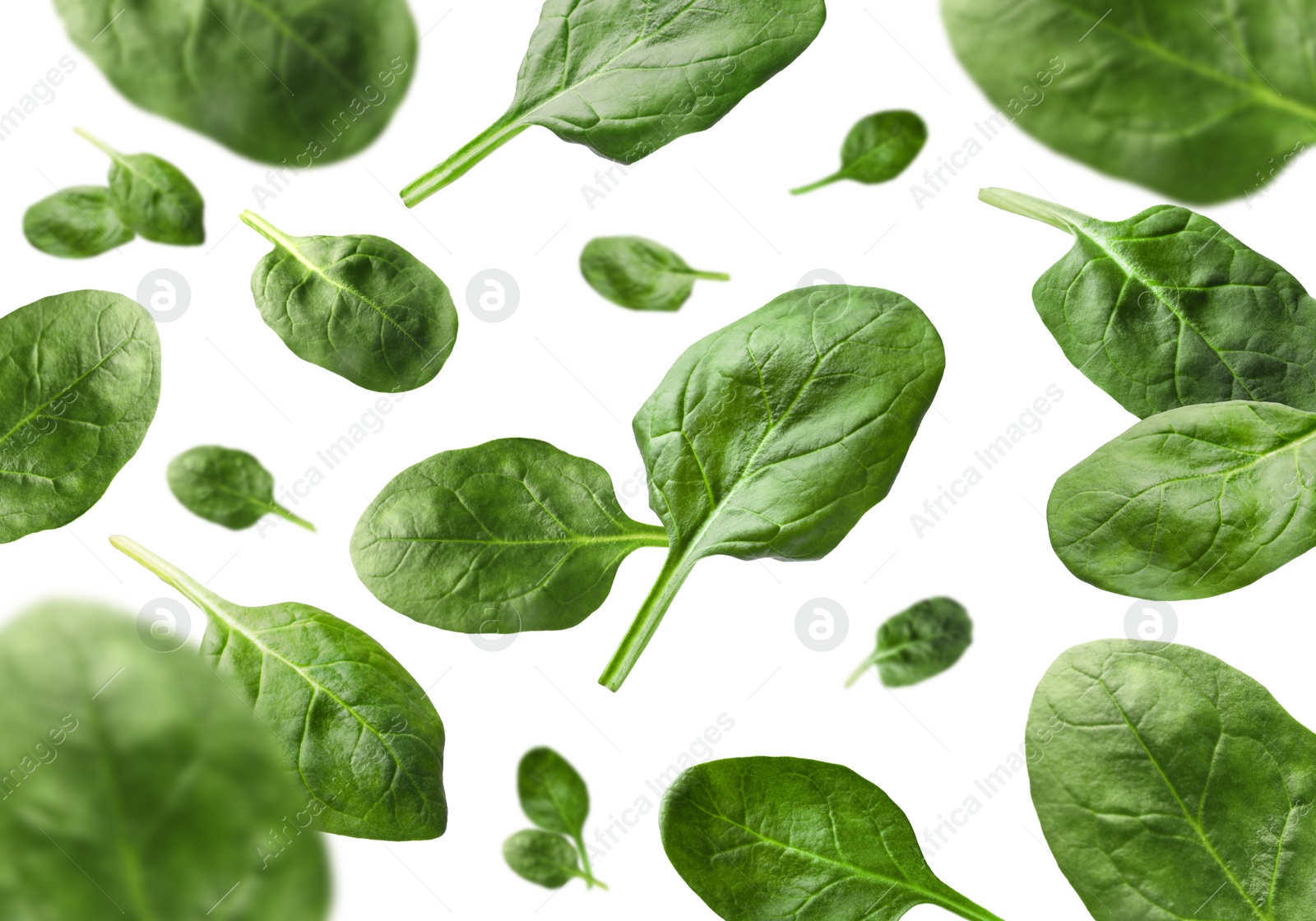 Image of Fresh green spinach leaves falling on white background