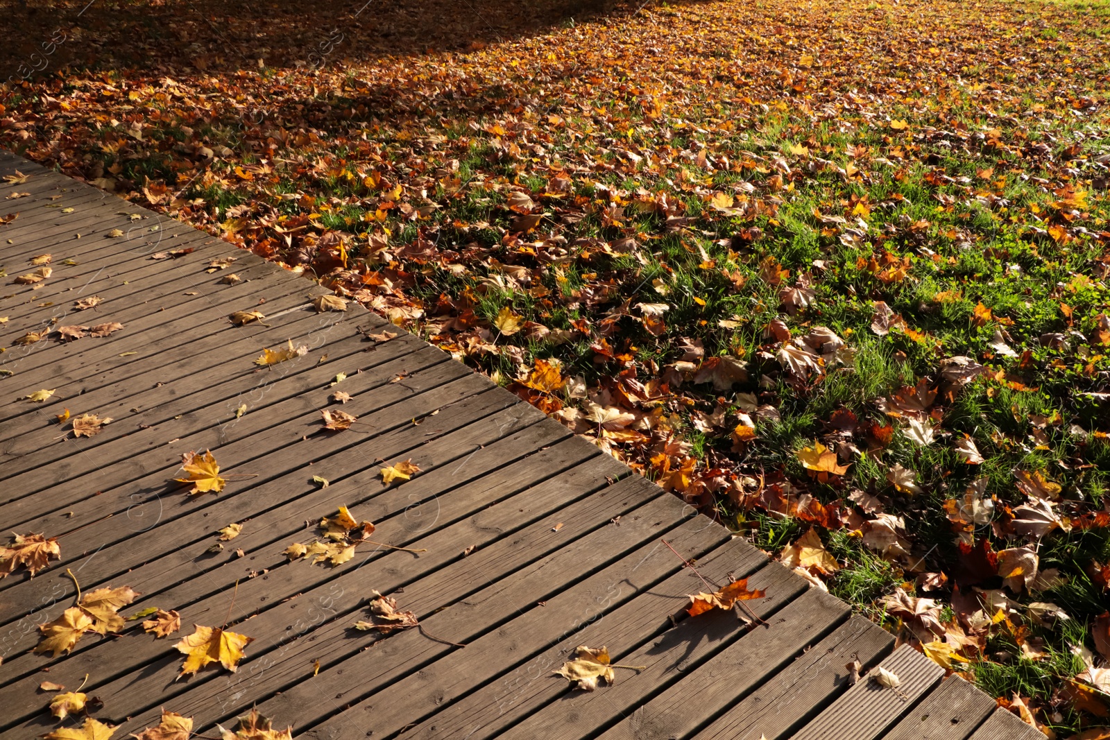 Photo of Picturesque view of park with beautiful fallen leaves and pathway on sunny day. Autumn season