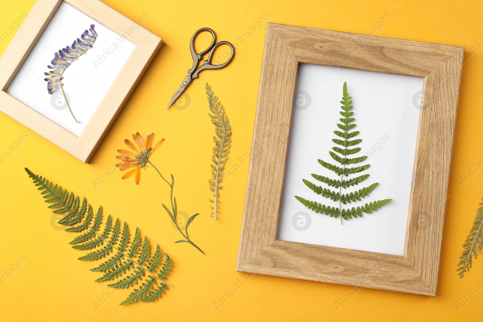 Photo of Flat lay composition with pressed dried flowers and plants on yellow background. Beautiful herbarium