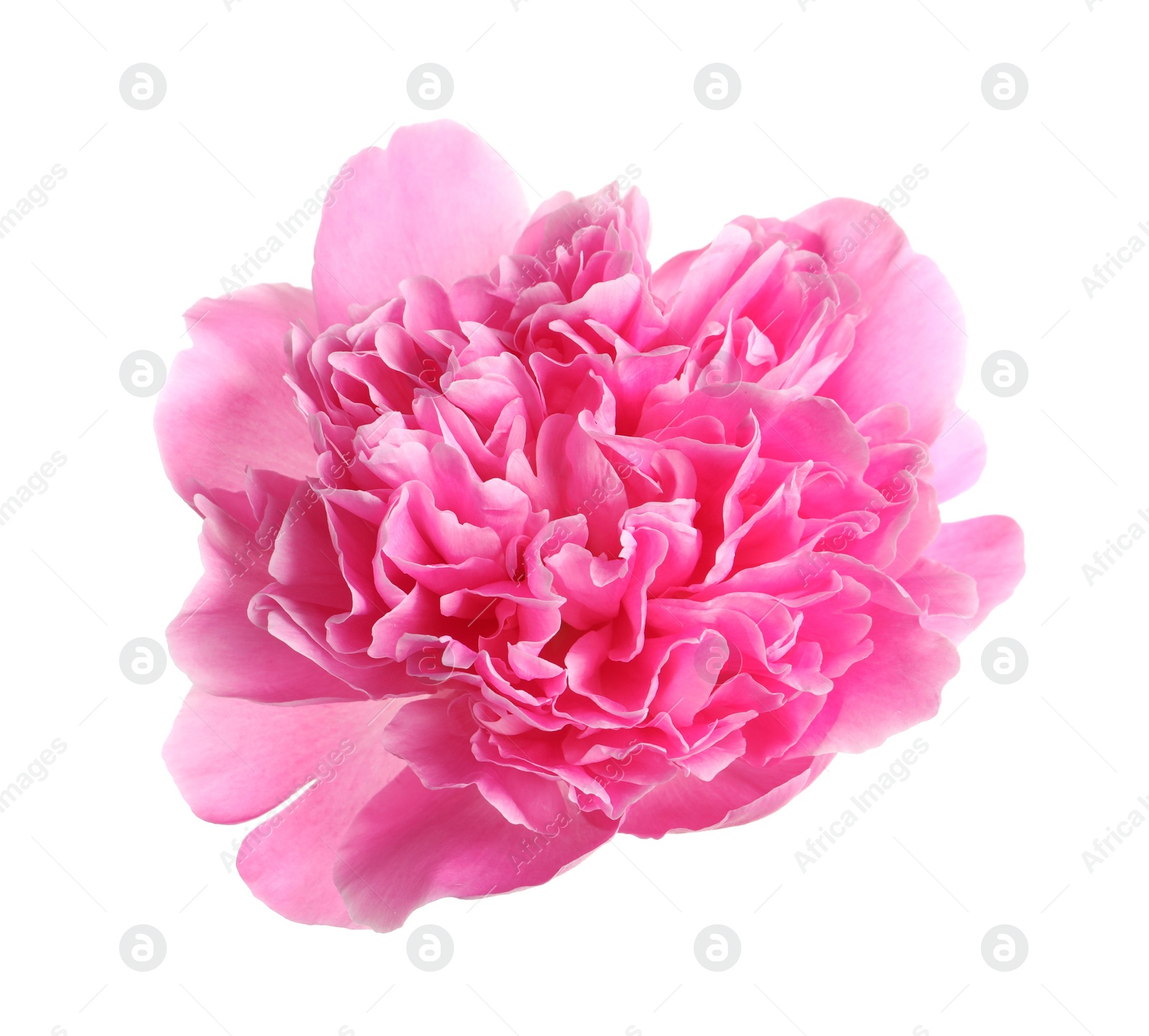 Photo of Beautiful fresh peony flower on white background, top view