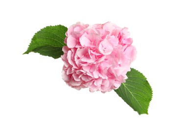 Photo of Delicate pink hortensia flowers with green leaves on white background, top view