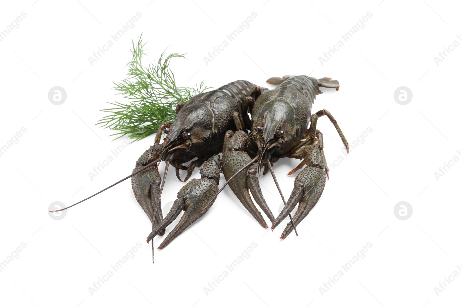 Photo of Two fresh raw crayfishes with dill on white background