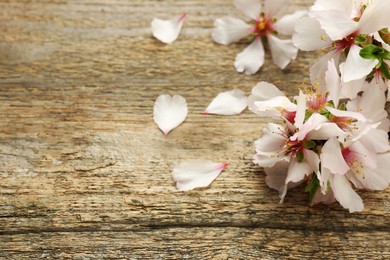 Beautiful spring tree blossoms and petals on wooden table. Space for text