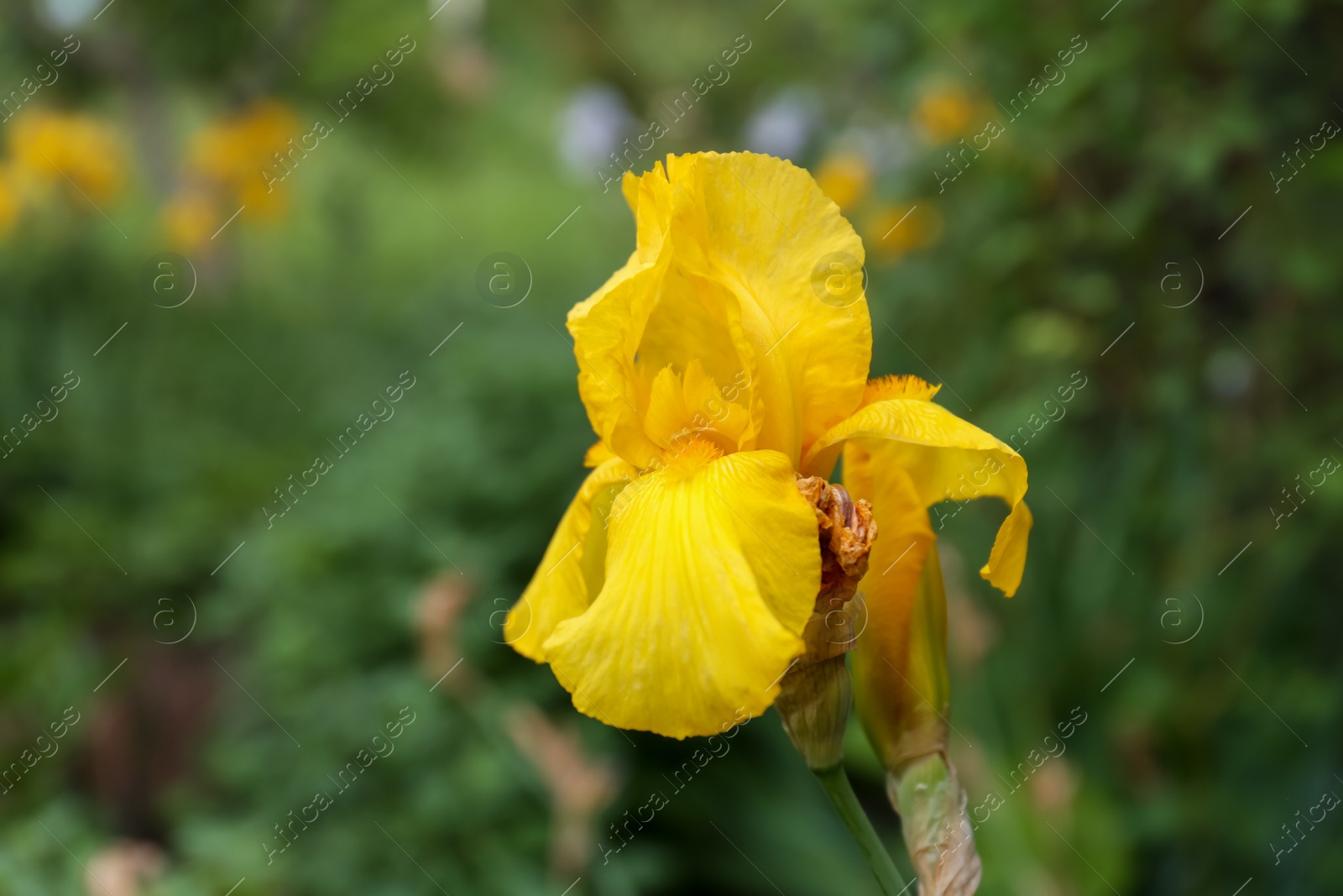 Photo of Beautiful blooming iris plant with yellow flower growing in garden, closeup