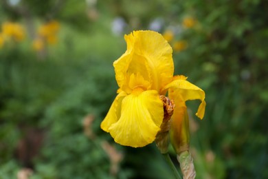 Photo of Beautiful blooming iris plant with yellow flower growing in garden, closeup