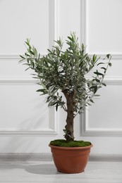 Photo of Beautiful young potted olive tree near white wall indoors. Interior element