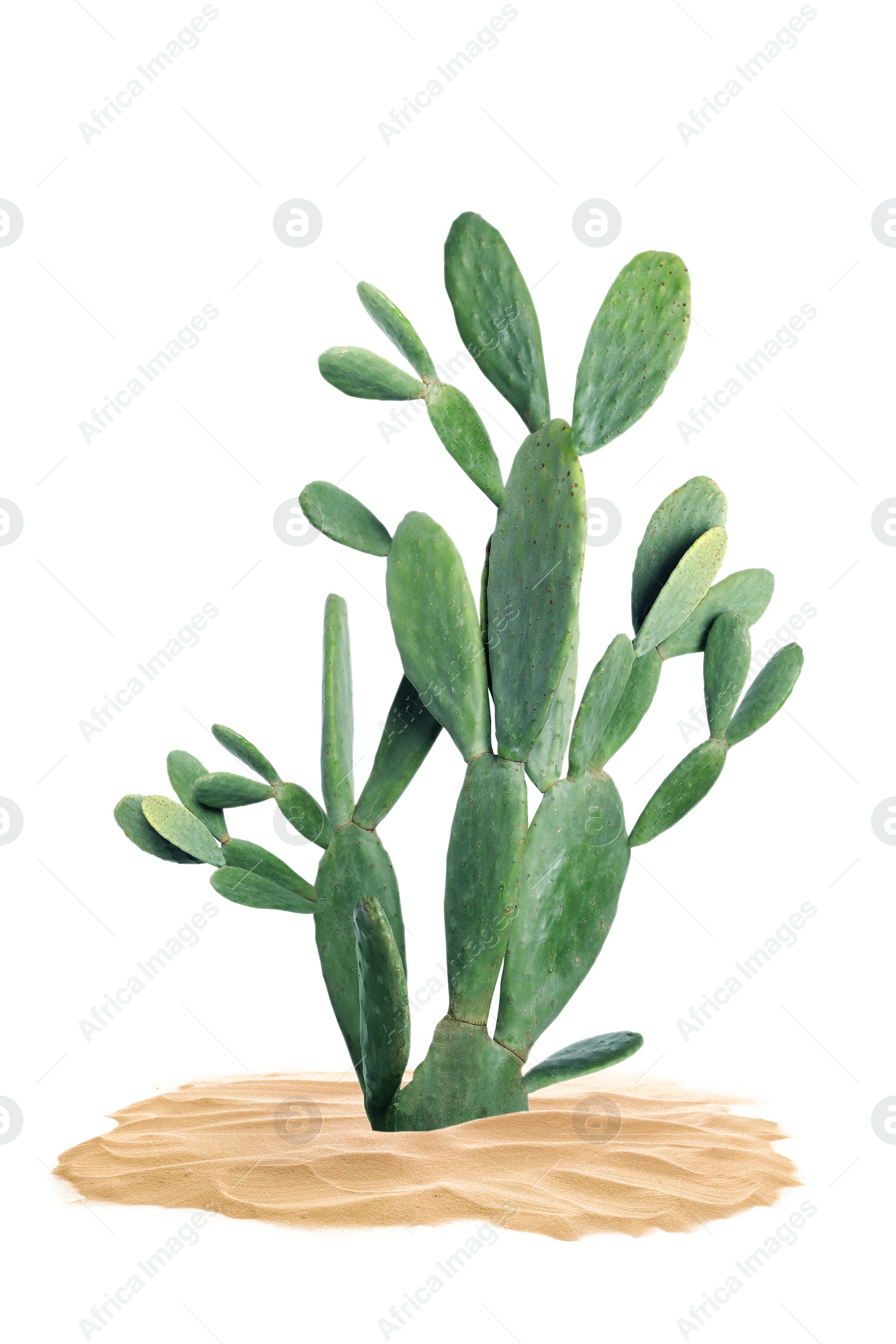 Image of Beautiful big cactus growing in sand on white background