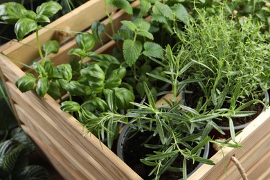 Different aromatic potted herbs in wooden crate, closeup