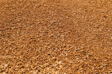 Photo of Pile of wheat grains as background, closeup view