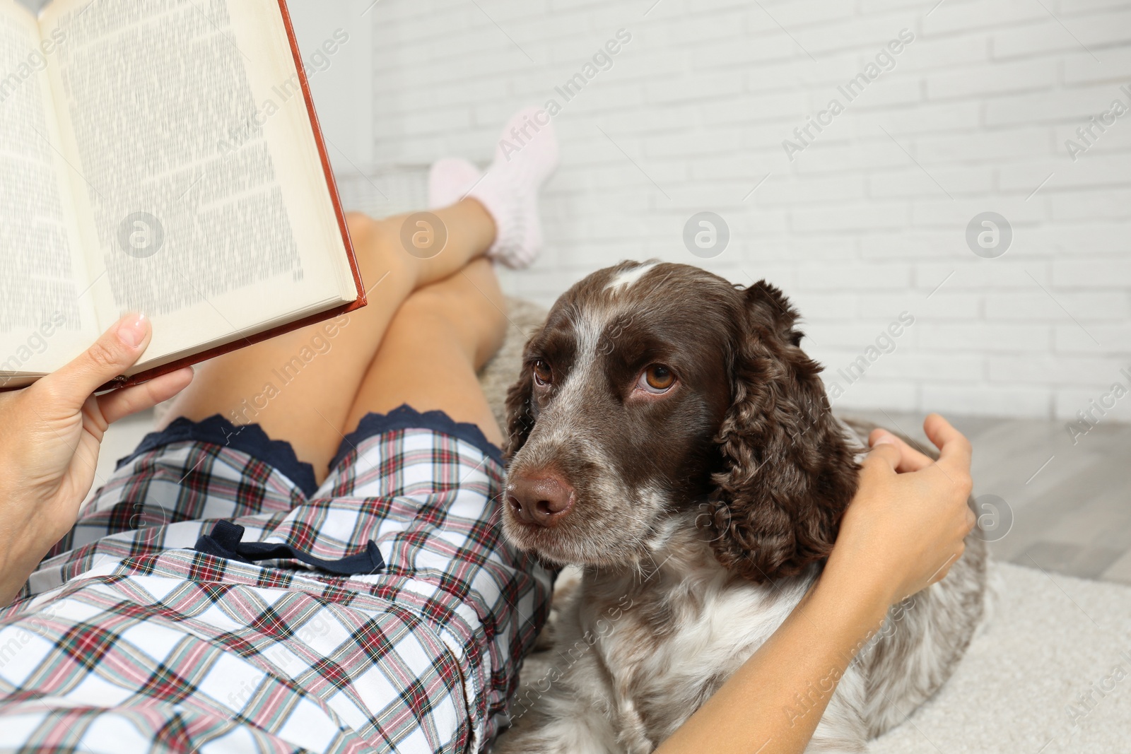 Photo of Adorable Russian Spaniel with owner indoors, closeup view