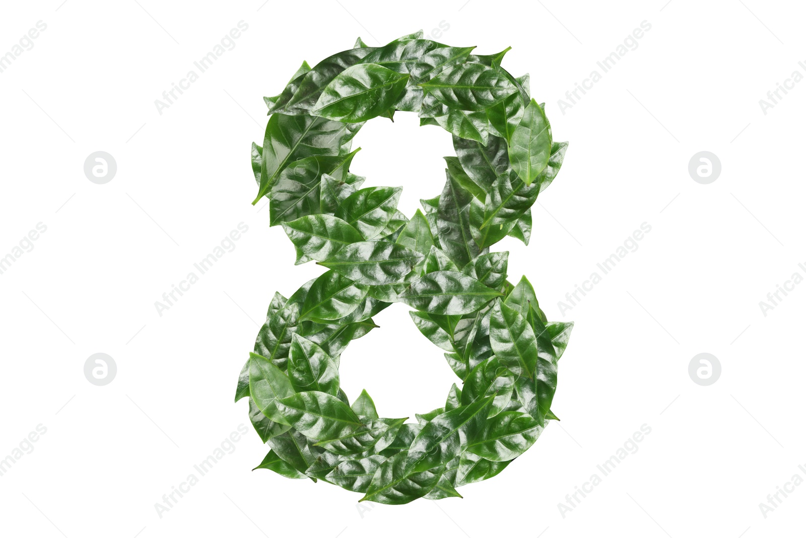 Image of Number 8 made of fresh green leaves on white background