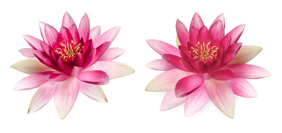 Image of Two beautiful lotus flowers isolated on white