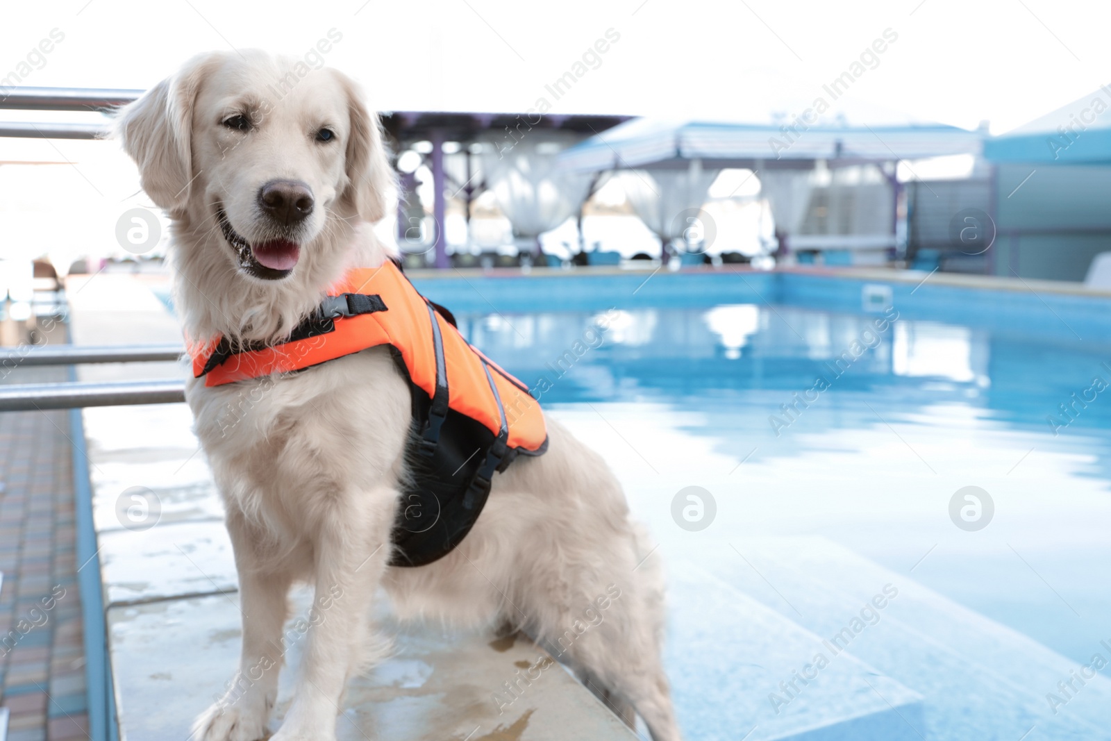 Photo of Dog rescuer in life vest near swimming pool outdoors