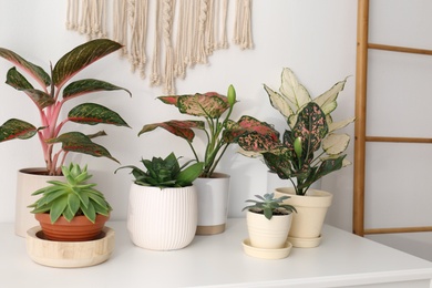 Exotic houseplants with beautiful leaves on chest of drawers at home