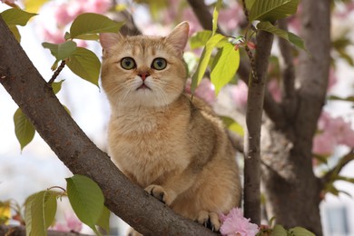 Cute cat on spring tree branch with beautiful blossoms outdoors