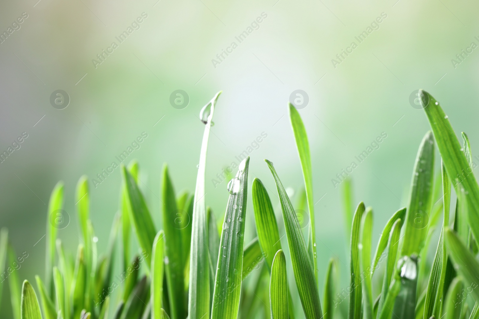 Photo of Green lush grass with water drops on blurred background, closeup