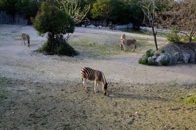 Photo of Beautiful zebras grazing in conservation area outdoors
