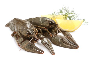 Photo of Fresh raw crayfishes with lemon and dill on white background