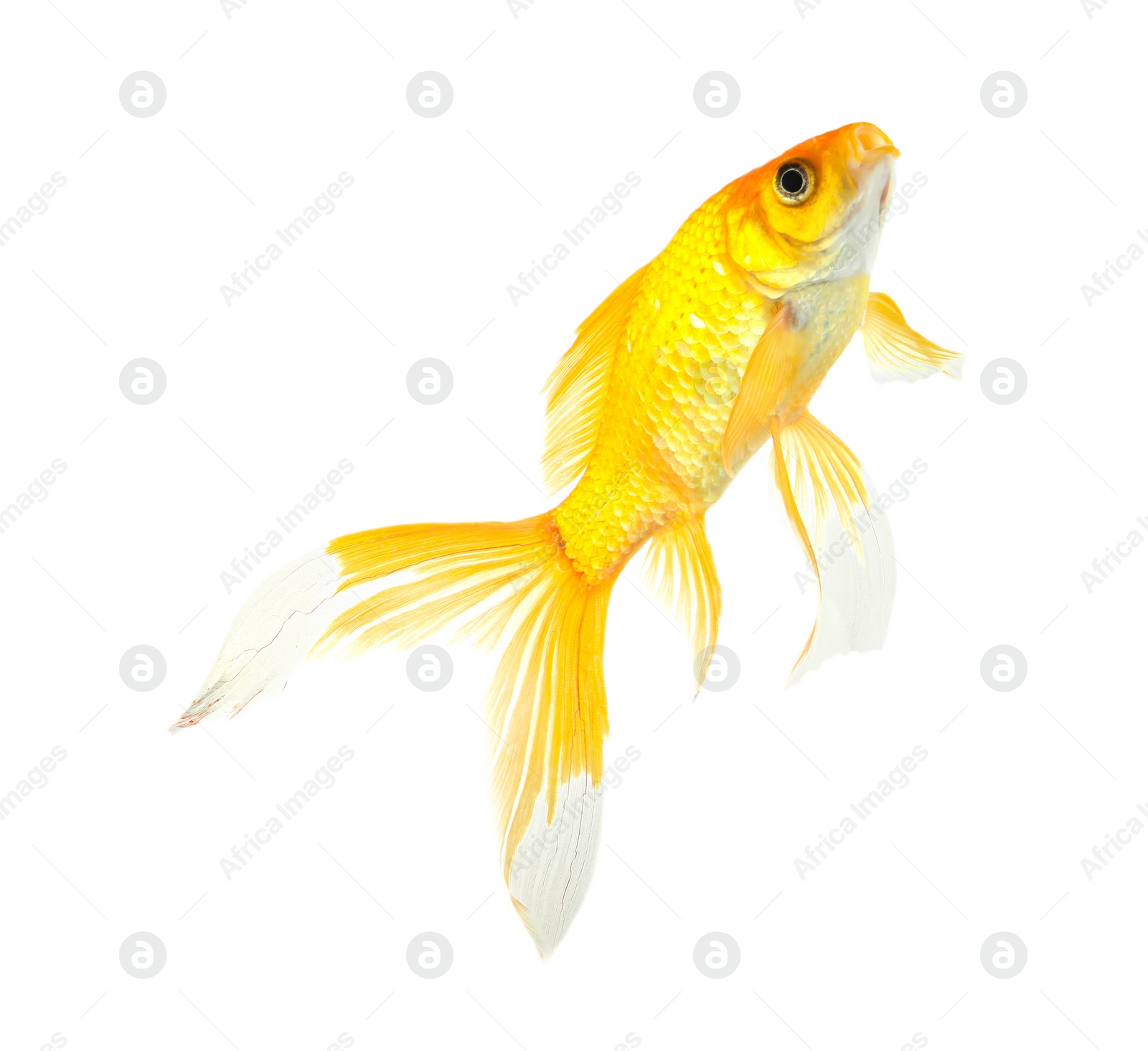 Photo of Beautiful bright small goldfish isolated on white