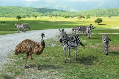 Photo of Beautiful emu bird and zebras in safari park