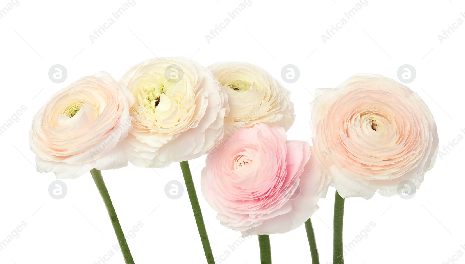 Photo of Beautiful spring ranunculus flowers isolated on white