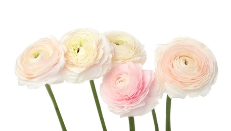 Beautiful spring ranunculus flowers isolated on white