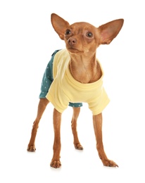 Cute toy terrier in funny clothes isolated on white. Domestic dog